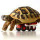 Image for article titled This tiny tortoise regains mobility with Lego